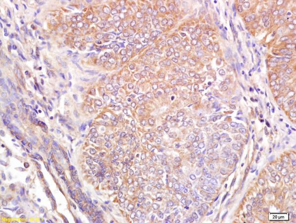 Wnt6 Antibody in Immunohistochemistry (Paraffin) (IHC (P))