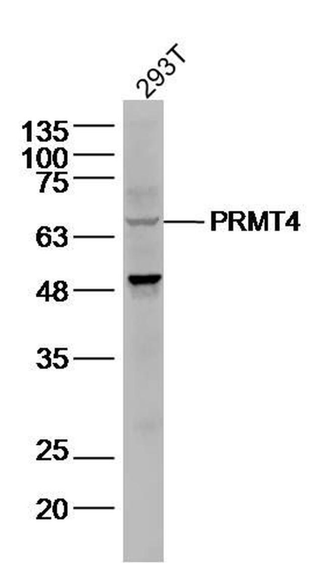 PRMT4 Antibody in Western Blot (WB)