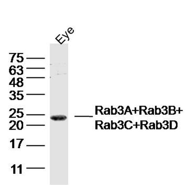 Rab3A+Rab3B+Rab3C+Rab3D Antibody in Western Blot (WB)