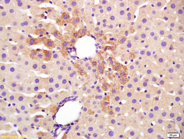 TGM2 Antibody in Immunohistochemistry (Paraffin) (IHC (P))