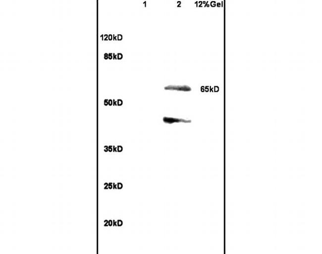 SHC3 Antibody in Western Blot (WB)