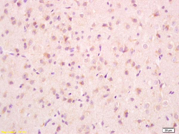 PCMT1 Antibody in Immunohistochemistry (Paraffin) (IHC (P))