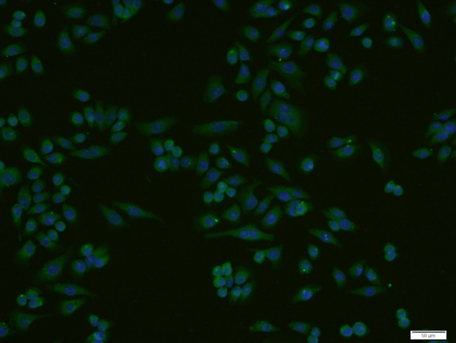 HRG beta 1 Antibody in Immunocytochemistry (ICC/IF)