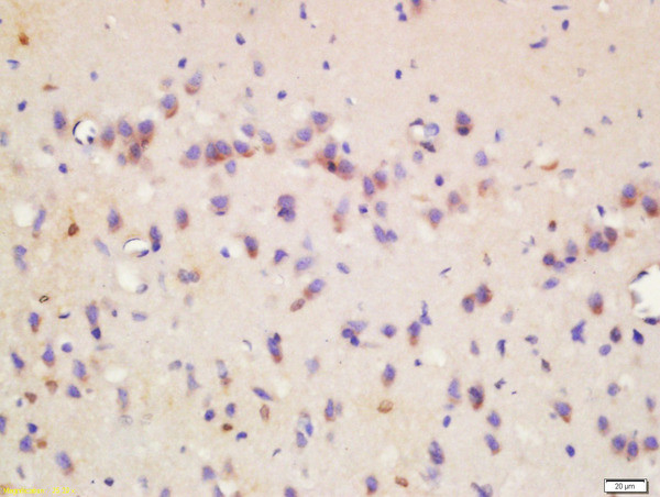 Wnt8b Antibody in Immunohistochemistry (Paraffin) (IHC (P))