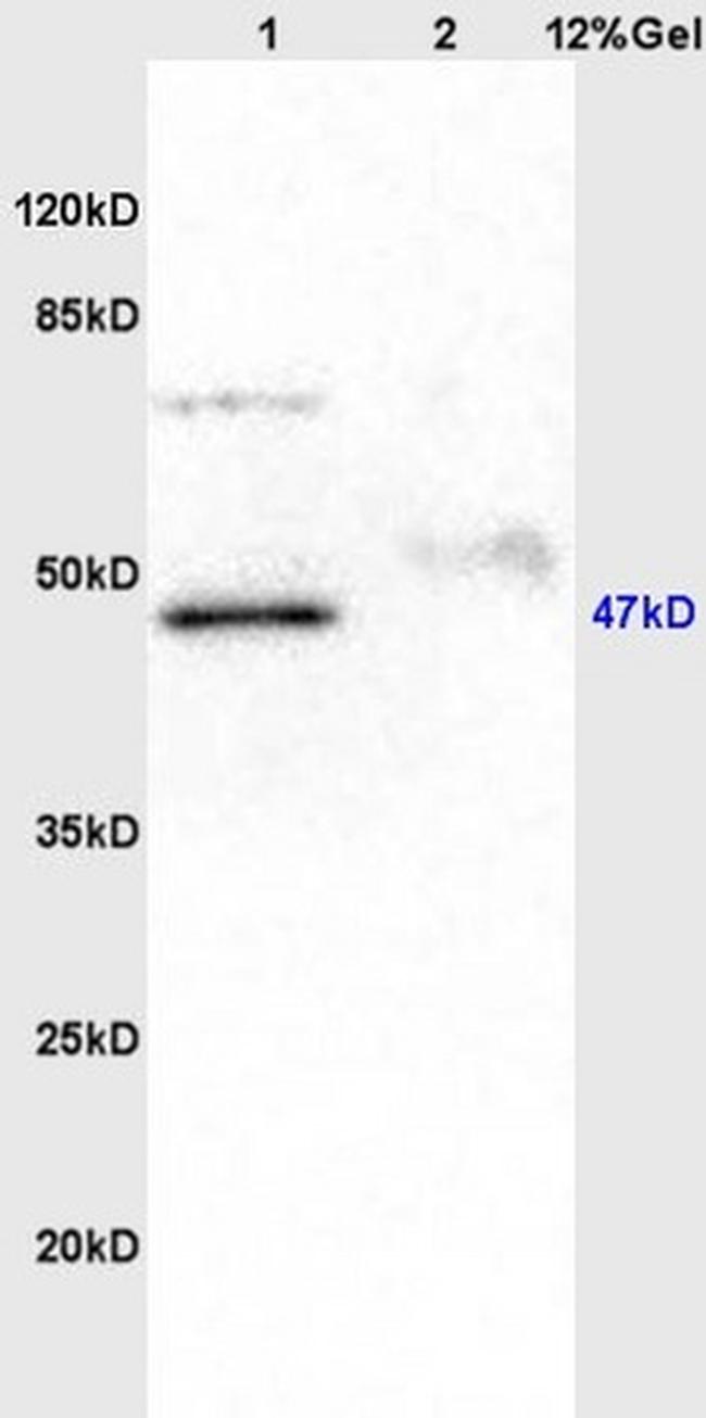 KIST Antibody in Western Blot (WB)