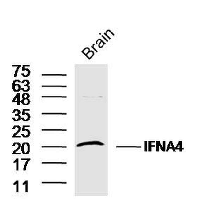 IFN-Alpha Antibody in Western Blot (WB)