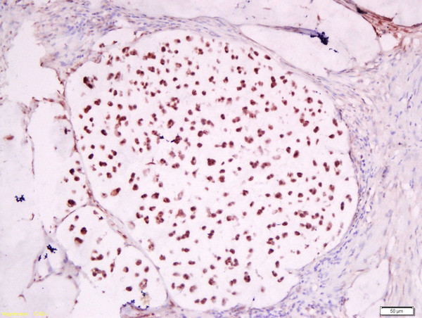 GCMA Antibody in Immunohistochemistry (Paraffin) (IHC (P))