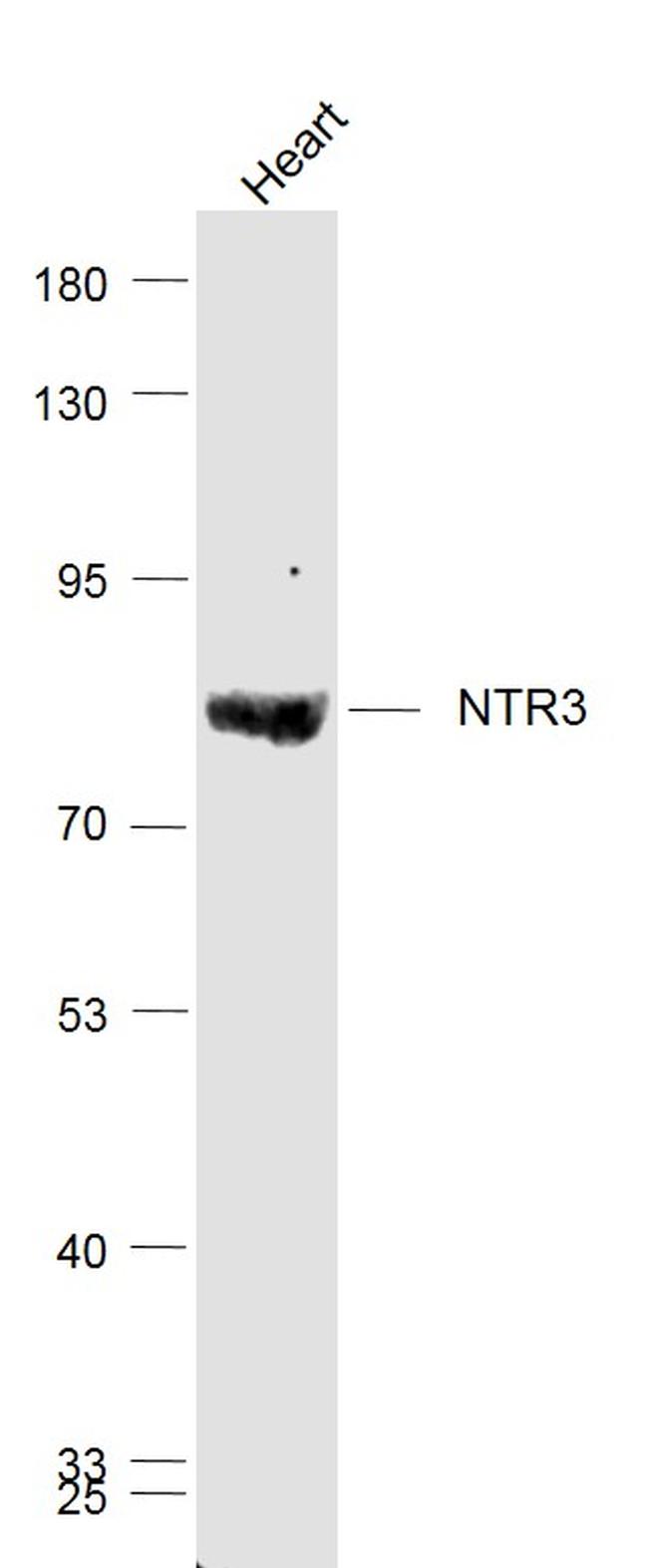 Sortilin Antibody in Western Blot (WB)