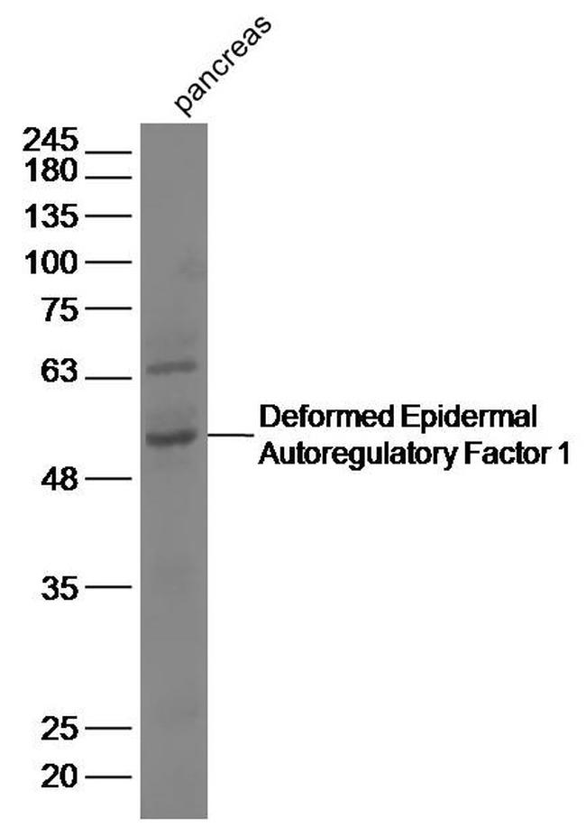 Deformed Epidermal Autoregulatory Factor 1 Antibody in Western Blot (WB)