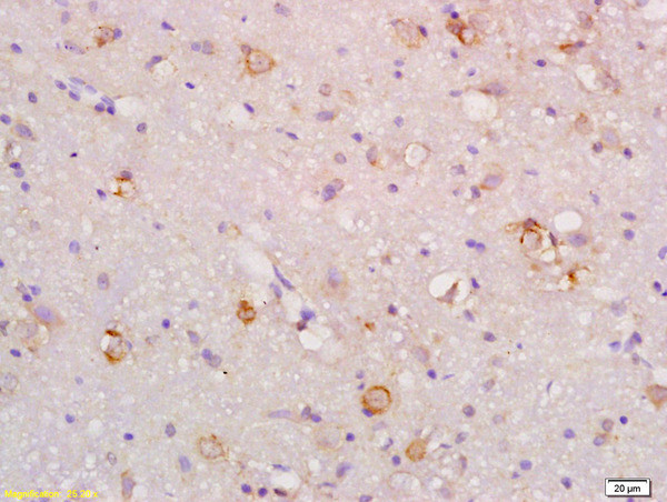 Gas1 Antibody in Immunohistochemistry (Paraffin) (IHC (P))