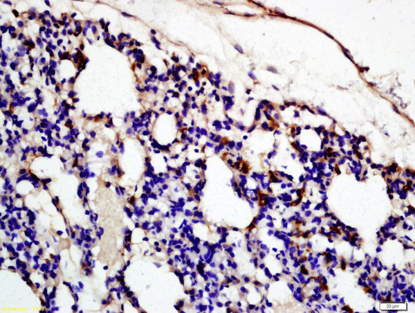 Complement fragment 3c Antibody in Immunohistochemistry (Paraffin) (IHC (P))