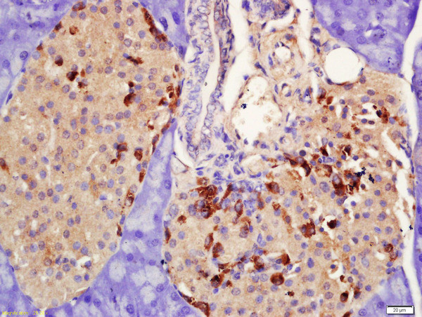 PRLR Antibody in Immunohistochemistry (Paraffin) (IHC (P))