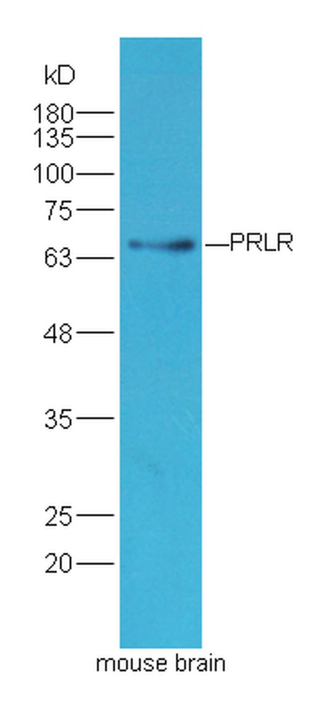 PRLR Antibody in Western Blot (WB)
