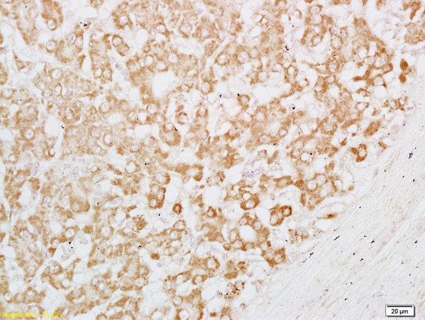 Carboxypeptidase H Antibody in Immunohistochemistry (Paraffin) (IHC (P))