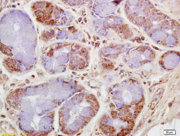 CKMT Antibody in Immunohistochemistry (Paraffin) (IHC (P))