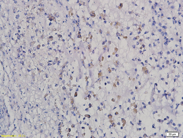 HOXB8 Antibody in Immunohistochemistry (Paraffin) (IHC (P))