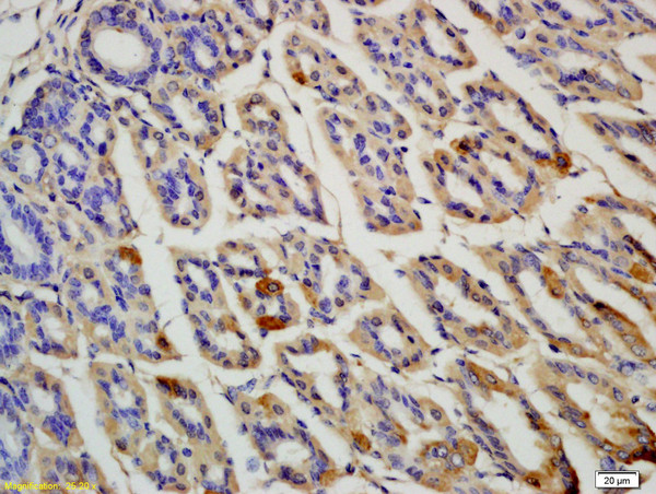 OLFM4 Antibody in Immunohistochemistry (Paraffin) (IHC (P))