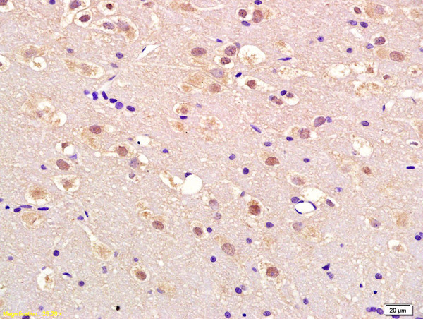 APEX2 Antibody in Immunohistochemistry (Paraffin) (IHC (P))