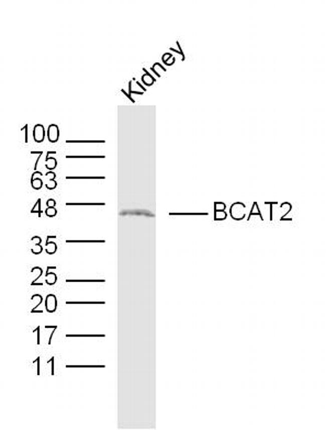 BCAT2 Antibody in Western Blot (WB)