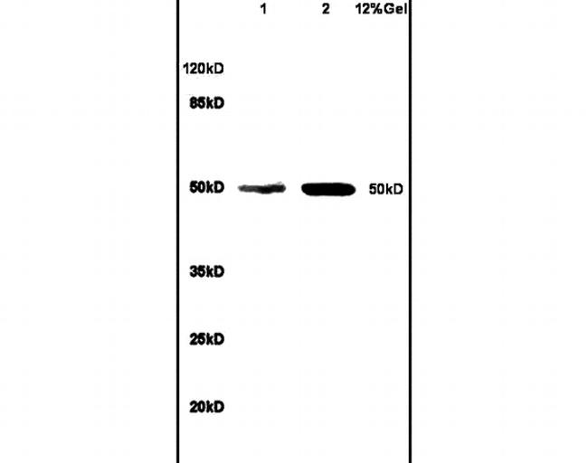 Bcl3 Antibody in Western Blot (WB)