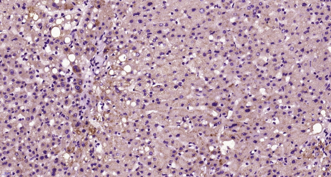 HHEX Antibody in Immunohistochemistry (Paraffin) (IHC (P))