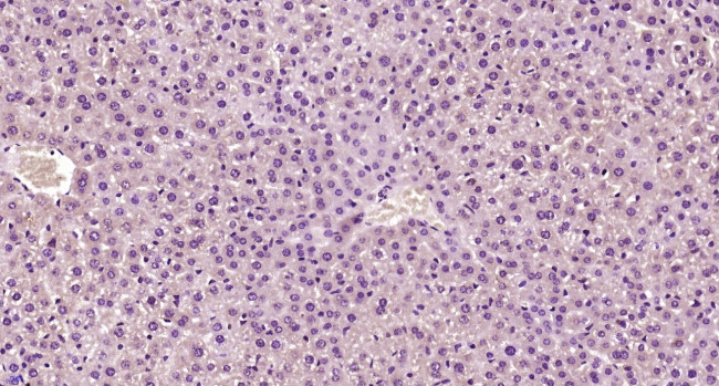 HHEX Antibody in Immunohistochemistry (Paraffin) (IHC (P))