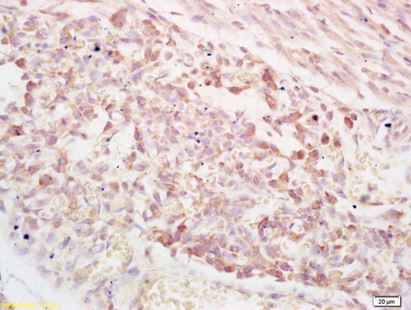 PAPPA Antibody in Immunohistochemistry (Paraffin) (IHC (P))