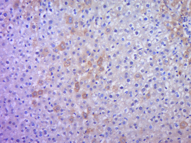 IHH Antibody in Immunohistochemistry (Paraffin) (IHC (P))