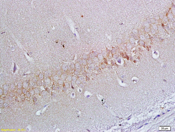 ApoER2 Antibody in Immunohistochemistry (Paraffin) (IHC (P))