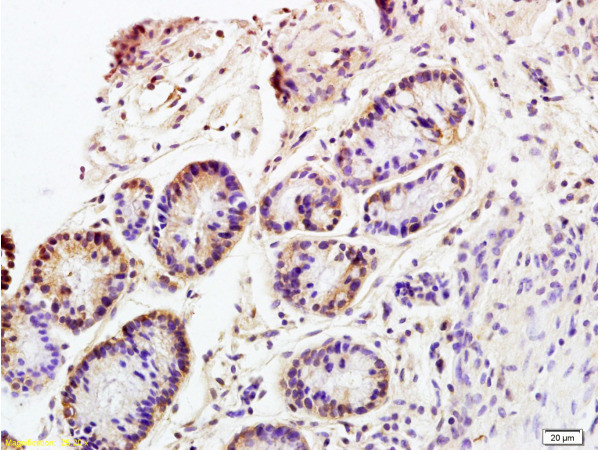 CD98 Antibody in Immunohistochemistry (Paraffin) (IHC (P))