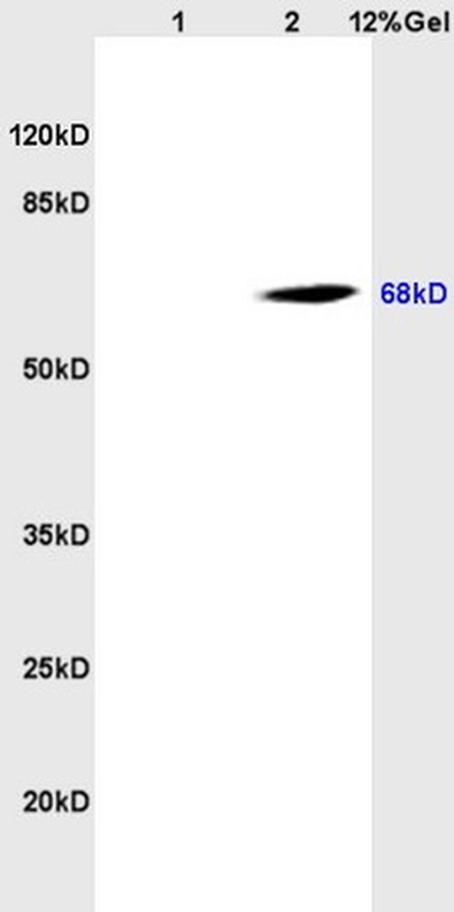 CD98 Antibody in Western Blot (WB)