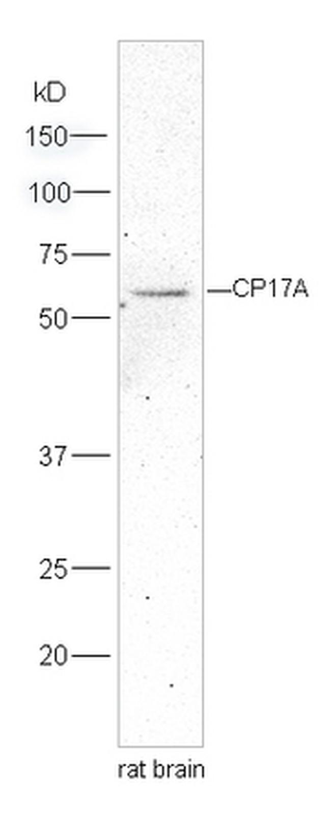 Cytochrome P450 17A1 Antibody in Western Blot (WB)