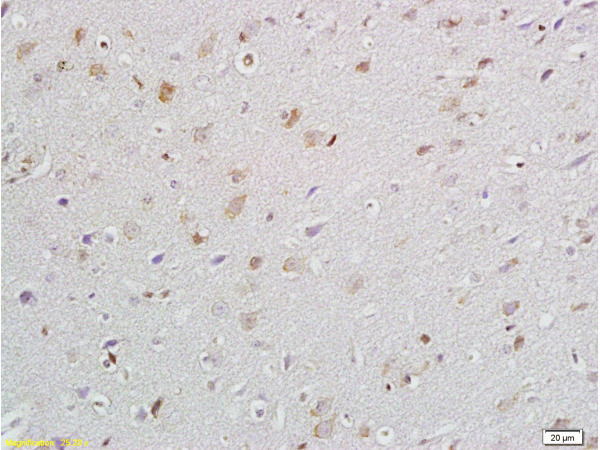 GANAB Antibody in Immunohistochemistry (Paraffin) (IHC (P))