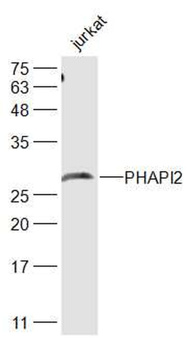 PHAPI2 Antibody in Western Blot (WB)