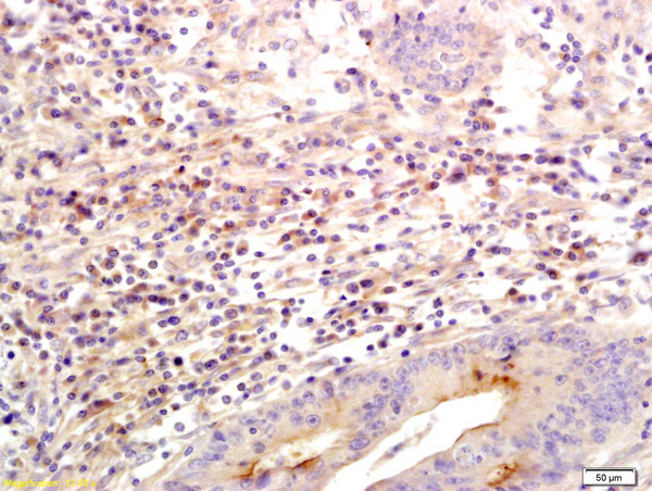 SLC26A4 Antibody in Immunohistochemistry (Paraffin) (IHC (P))