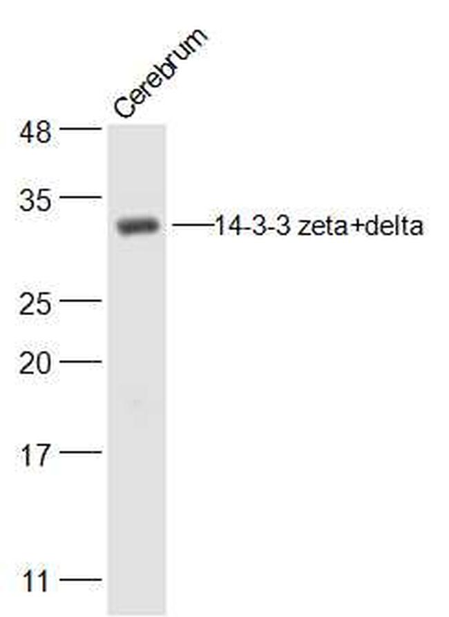 14-3-3 zeta/delta Antibody in Western Blot (WB)