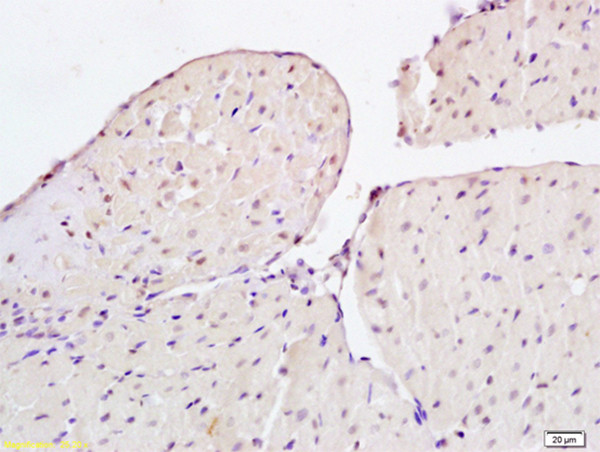 CIDEC Antibody in Immunohistochemistry (Paraffin) (IHC (P))