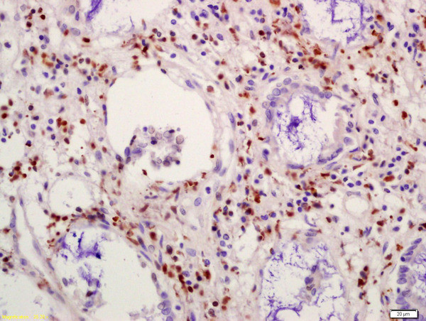 CIDEC Antibody in Immunohistochemistry (Paraffin) (IHC (P))