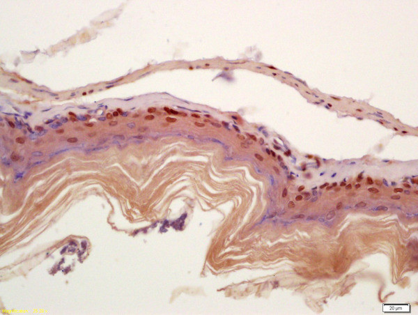 CIDEC Antibody in Immunohistochemistry (Paraffin) (IHC (P))