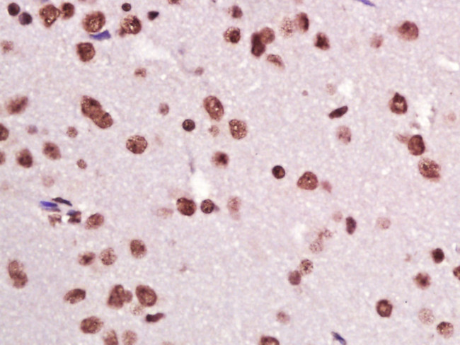 CIDEC Antibody in Immunohistochemistry (Paraffin) (IHC (P))