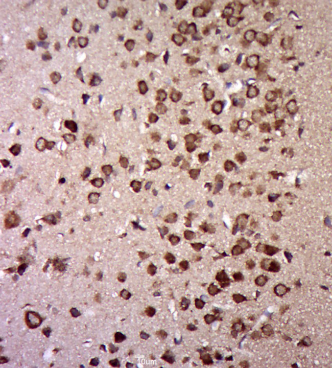 E1 Ubiquitin Activating Enzyme Antibody in Immunohistochemistry (Paraffin) (IHC (P))