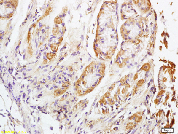 NALP4 Antibody in Immunohistochemistry (Paraffin) (IHC (P))