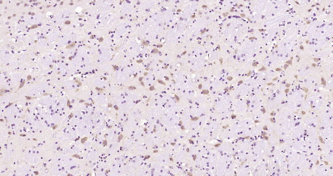 NALP12 Antibody in Immunohistochemistry (Paraffin) (IHC (P))