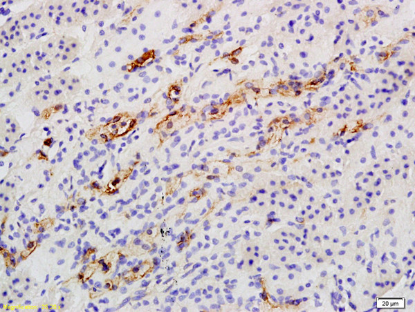 Catalase Antibody in Immunohistochemistry (Paraffin) (IHC (P))