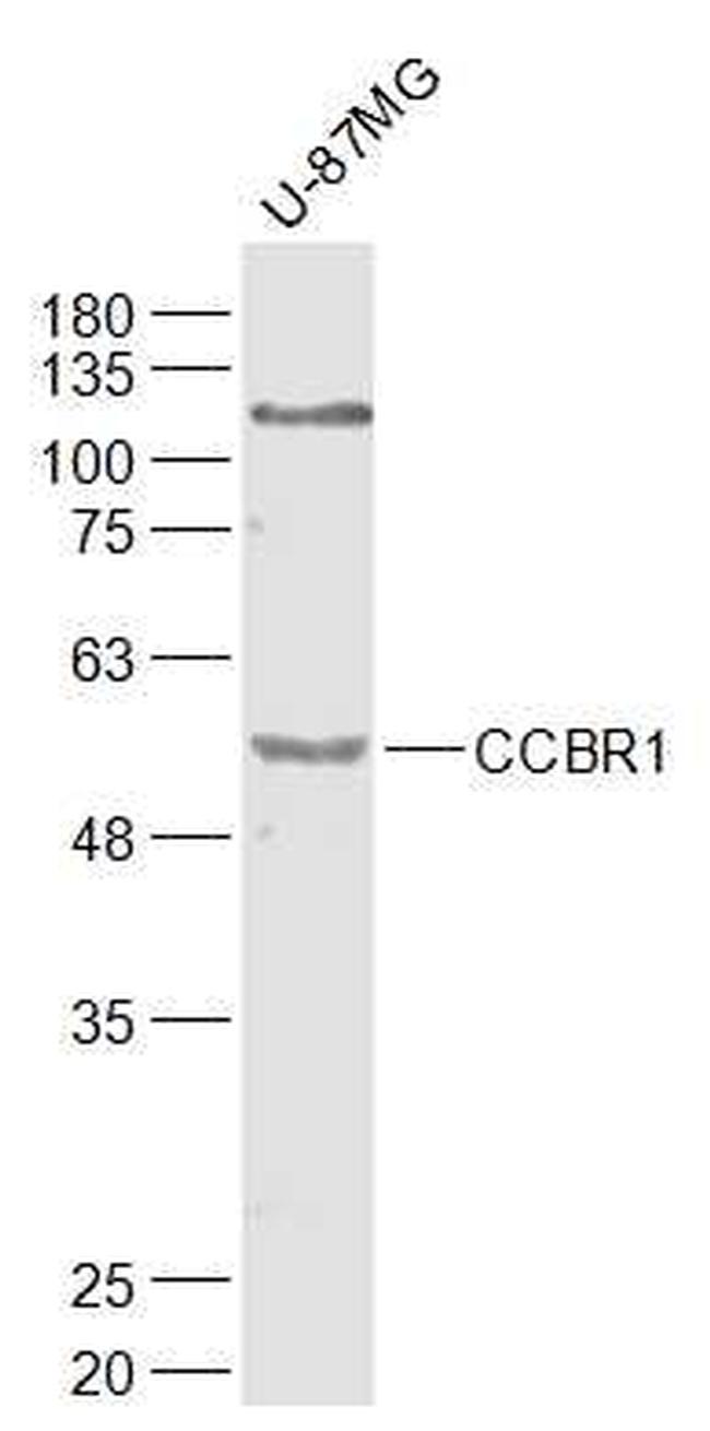 CCBR1 Antibody in Western Blot (WB)