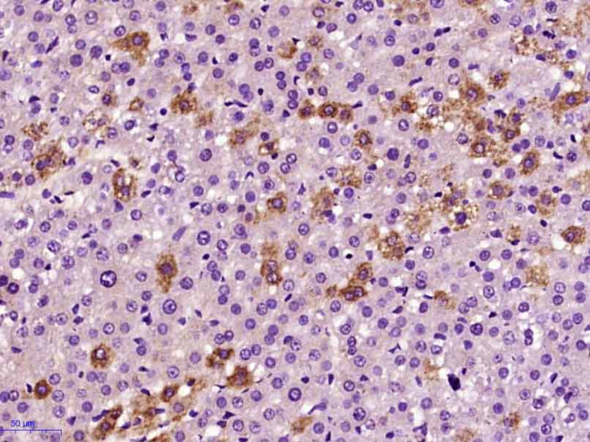 BMP9 Antibody in Immunohistochemistry (Paraffin) (IHC (P))