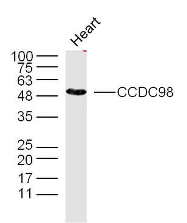 CCDC98 Antibody in Western Blot (WB)