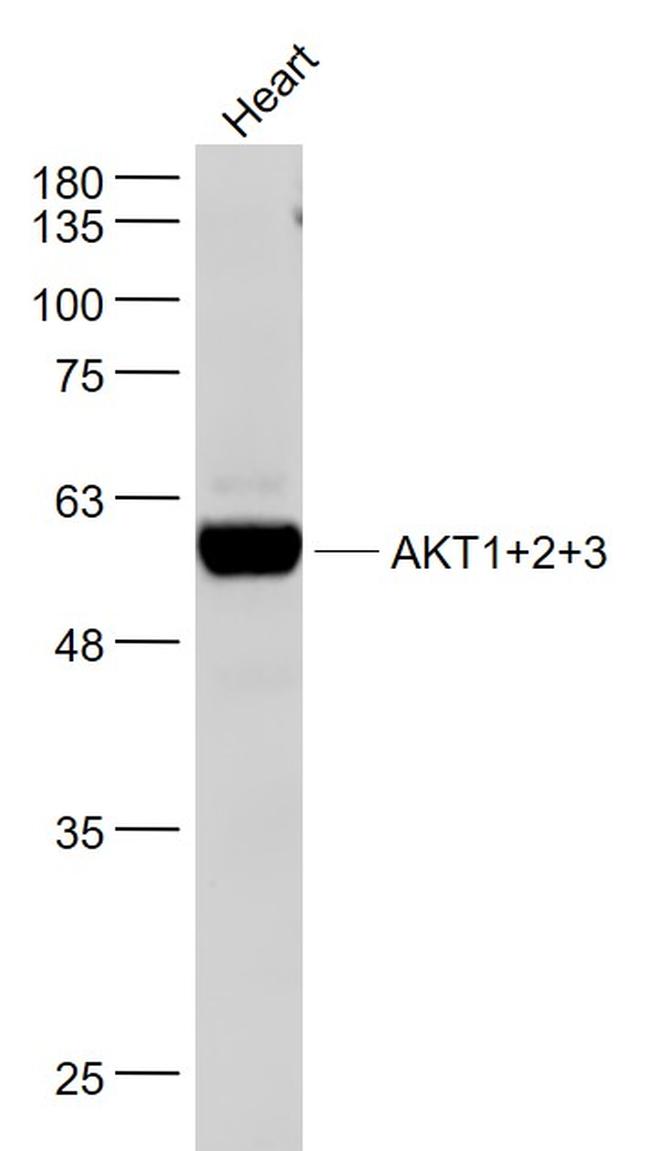 AKT1/2/3 Antibody in Western Blot (WB)