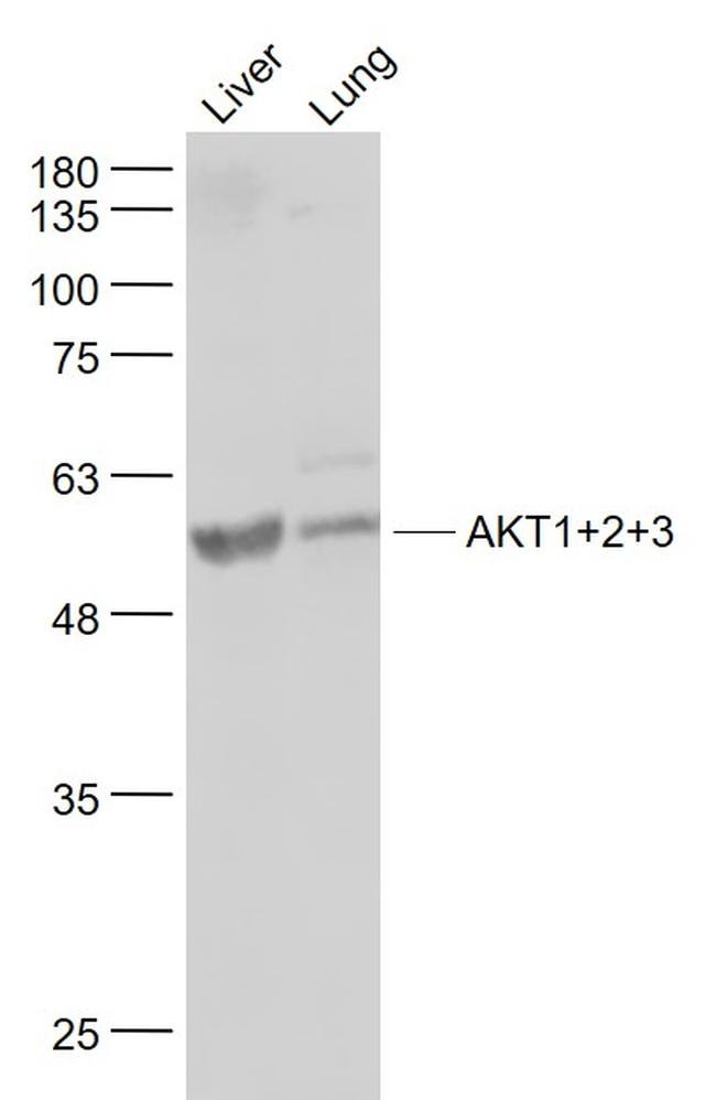 AKT1/2/3 Antibody in Western Blot (WB)