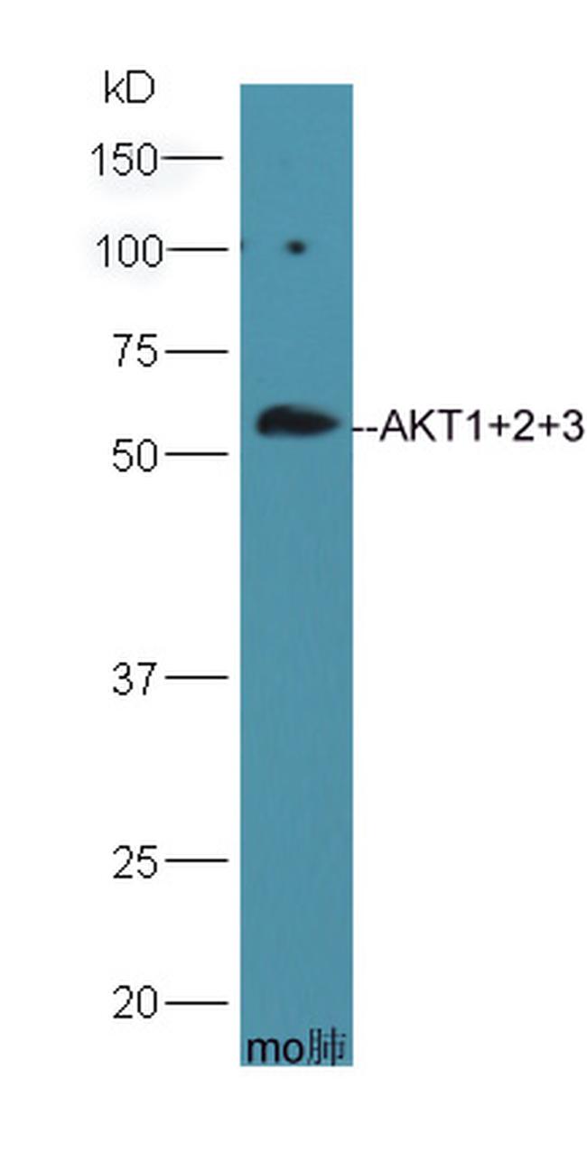 AKT1/2/3 Antibody in Western Blot (WB)